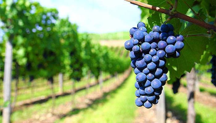 Bandol vineyards